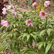 Paeonia mairei - Pilt 7