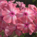 Olenka
