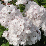 Opalovyi