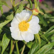 Paeonia emodii - Pilt 3