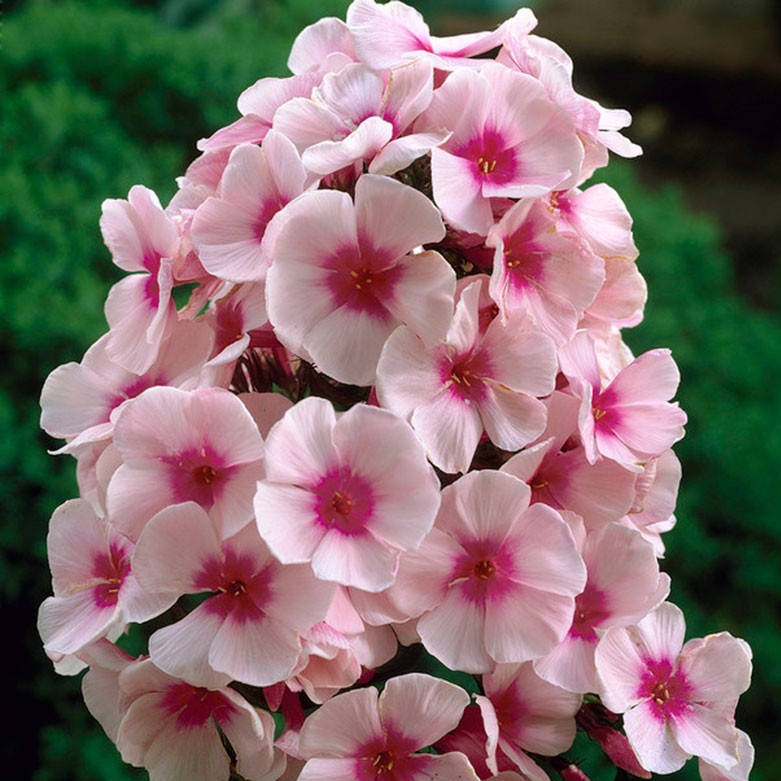 phlox_paniculata_bright_eyes_4_1 Bright Eyes - Pilt 1