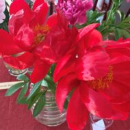 Red Red Rose - Pilt 4