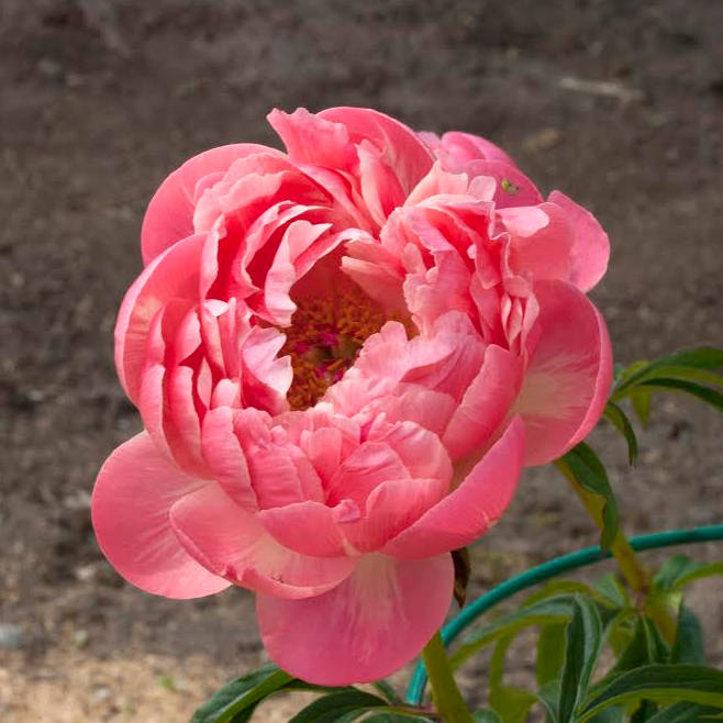 unnamep.Pink-Hawaiian-Coral Pink Hawaiian Coral - Pilt 1