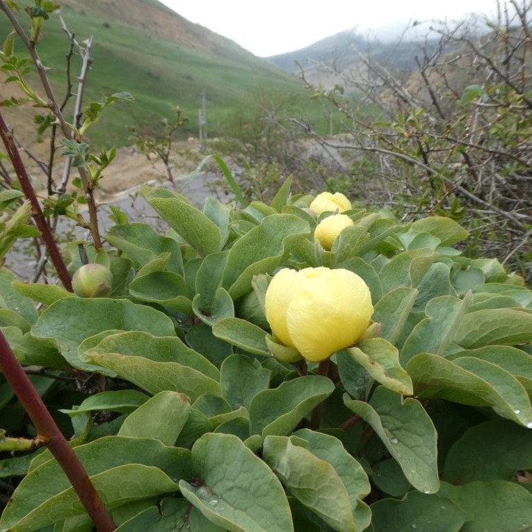 wendelboi-2 Paeonia wendelboi - Pilt 1