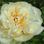 Amarillo Star (ex. Yellow Breeder Plant)