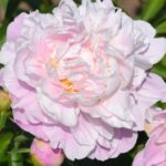 Angelica