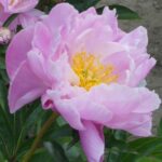 Bernice Carr