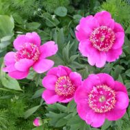Paeonia officinalis var. anemoniflora - Pilt 2