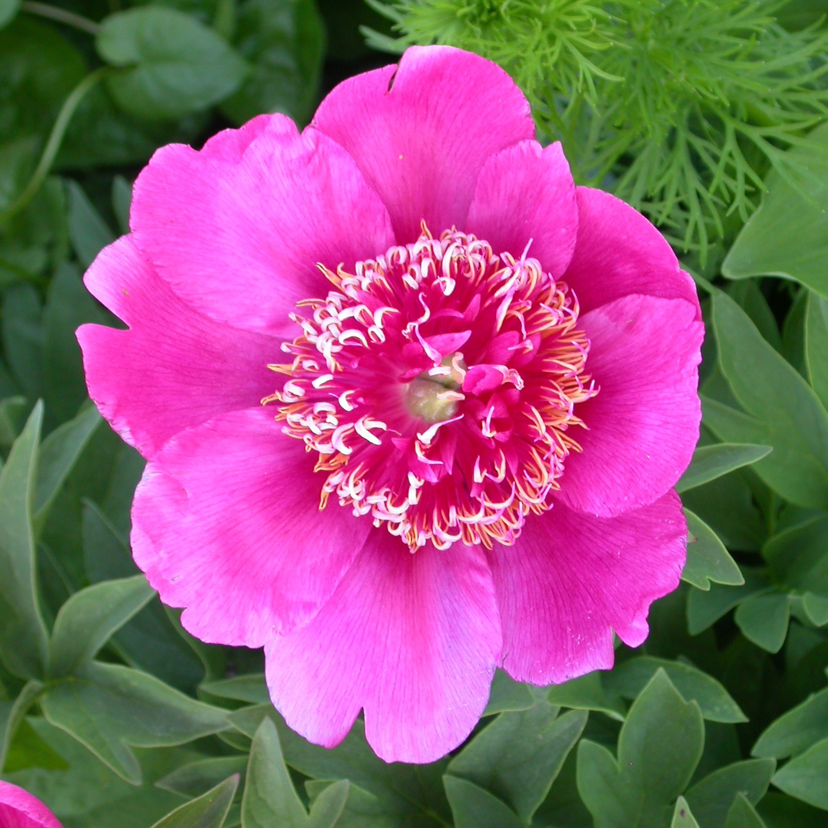 DSCN7832_Officinalis_anemoneflora Paeonia officinalis var. anemoniflora - Pilt 1