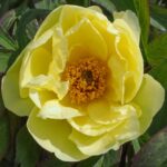 Daffodil