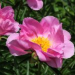 Dawn Pink