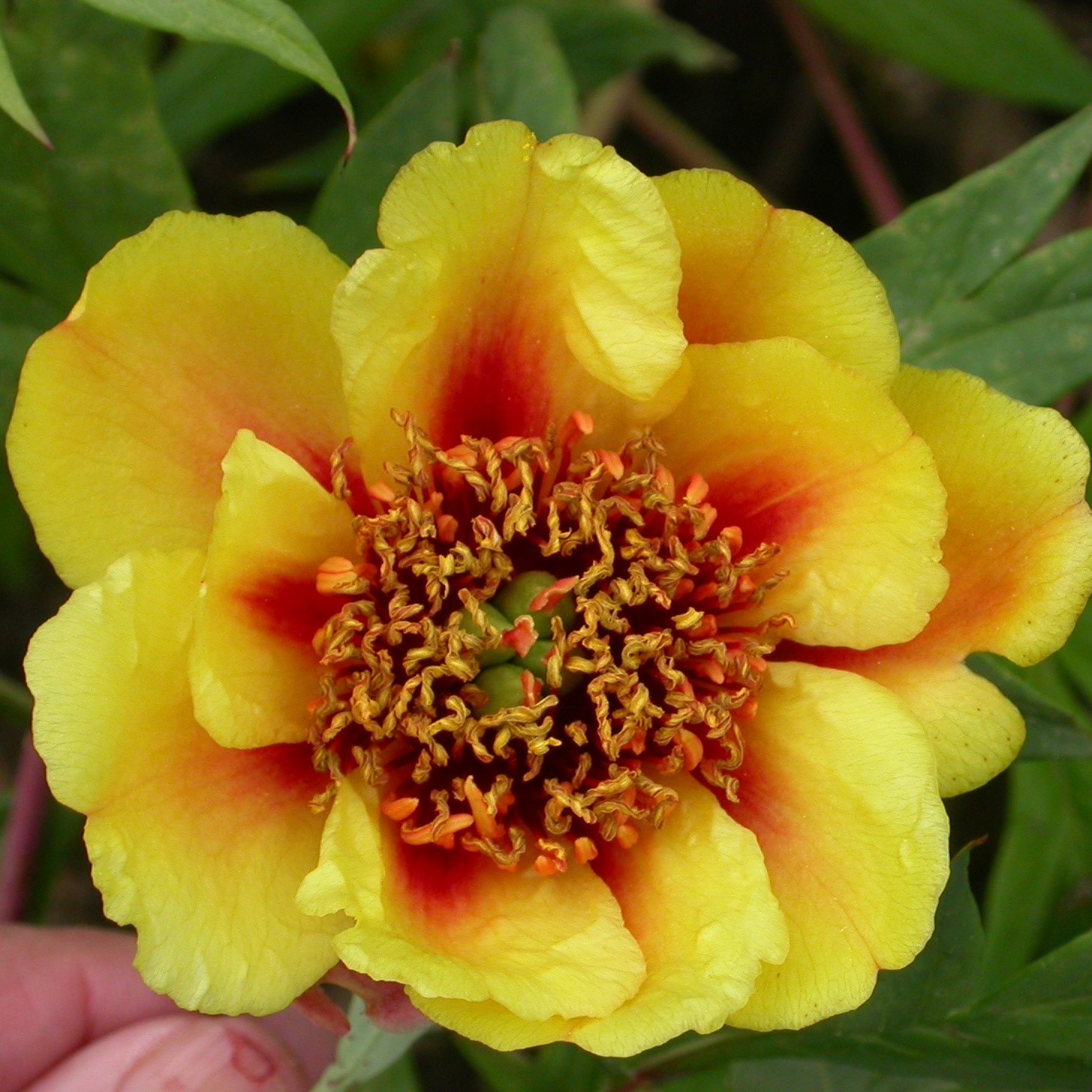Delawayi-DSCN7628 Paeonia delavayi (kollane/oranzh) - Pilt 1