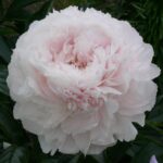Doris Cooper