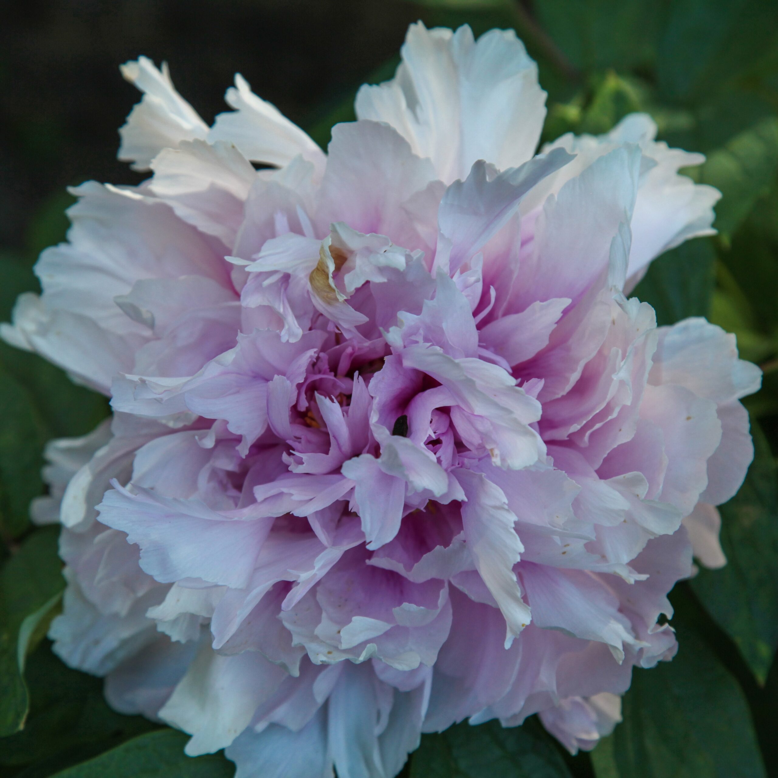Duchesse-de-Morny-FR-CdS Duchesse de Morny - Pilt 1