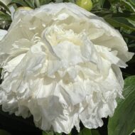 Enchanteresse - Pilt 3