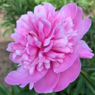 Erna Bekker - Pilt 2