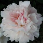 Germaine Bigot