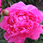 June Rose