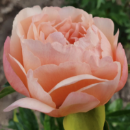 King's Day - Pilt 2