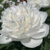 Le Cygne - Pilt 2
