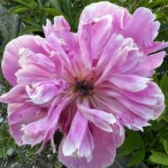 Linda's Dream - Pilt 3