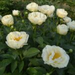 Lohengrin
