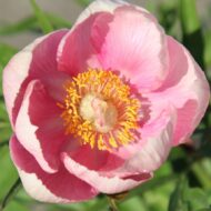 Lovely Erda - Pilt 2