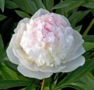 Madame de Verneville - Pilt 3