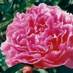 Mammoth Rose