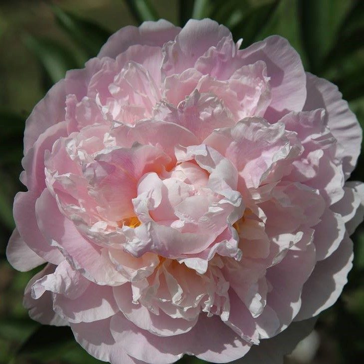 Marguerite-Gerard-MB Marquerite Gerard - Pilt 1