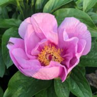 May Lilac - Pilt 3