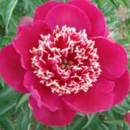 Madame Henry Fuchs - Pilt 2