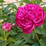 Music Man