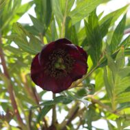 Paeonia delavayi (mustjas)