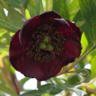 Paeonia delavayi (mustjas) - Pilt 2