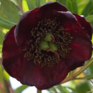 Paeonia delavayi (mustjas) - Pilt 3