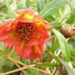 Paeonia delavayi F1