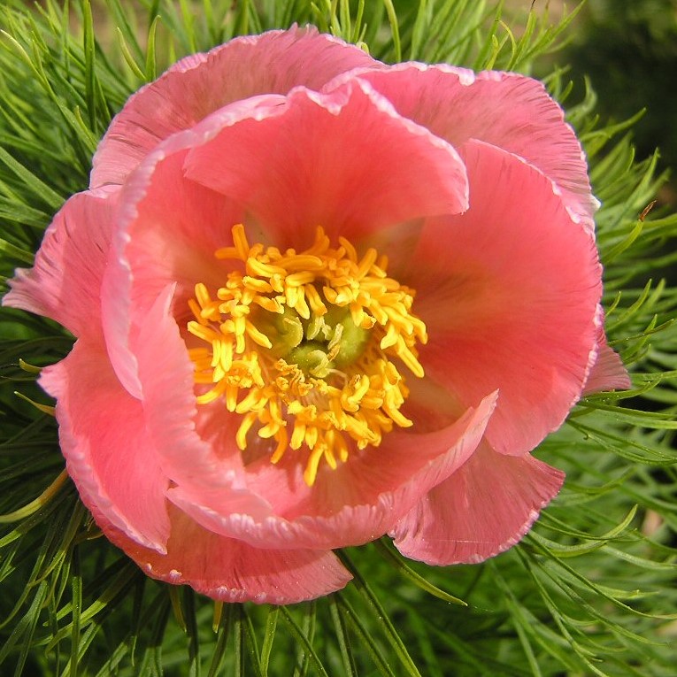 OLYMPUS DIGITAL CAMERA Paeonia tenuifolia f. rosea - Pilt 1