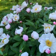 Paeonia lactiflora