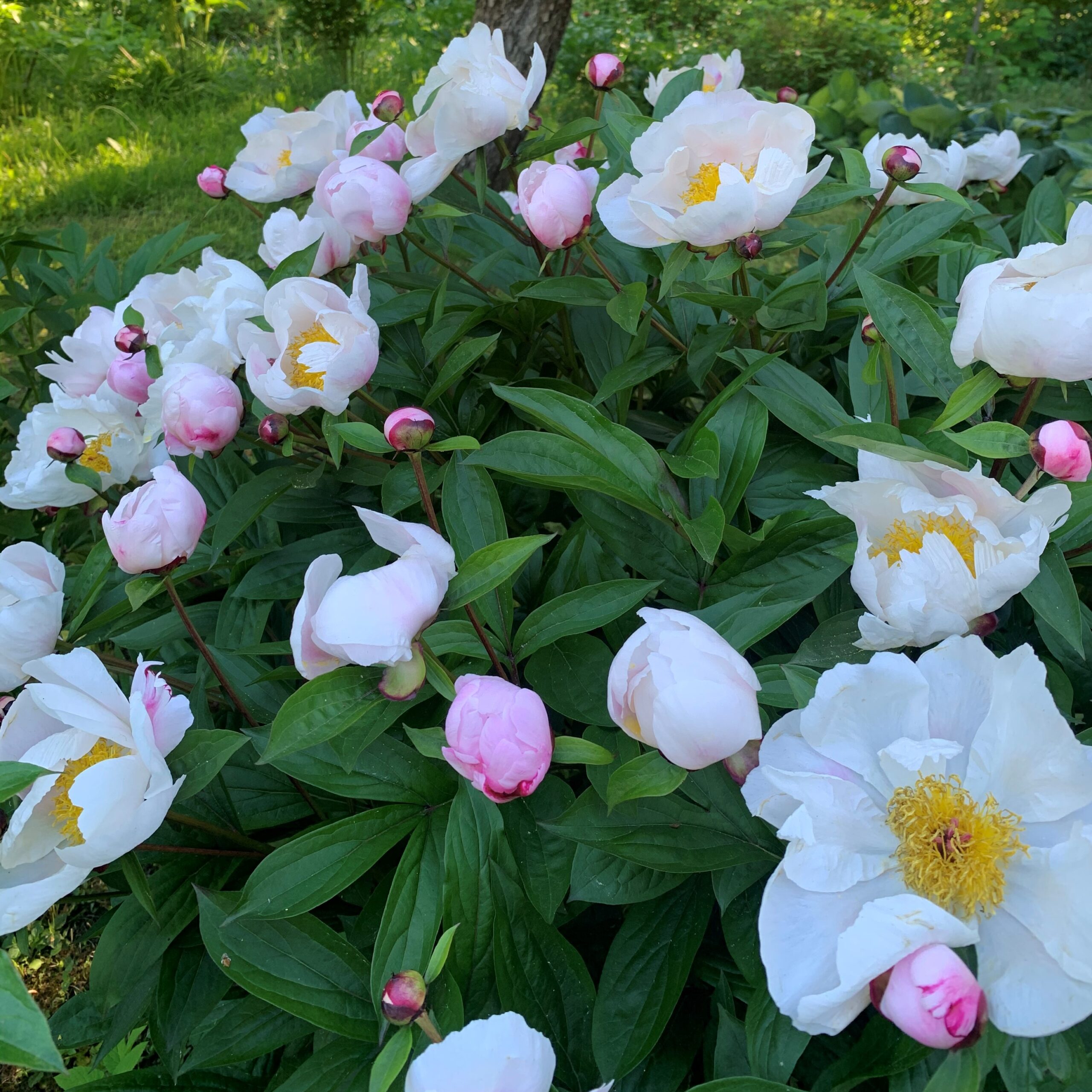 Paeonia-lactiflora-pilt-Marika-V-IMG_5247 Paeonia lactiflora - Pilt 1