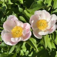 Paeonia lactiflora - Pilt 3