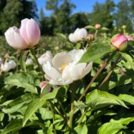 Paeonia lactiflora - Pilt 4