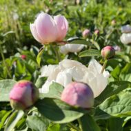 Paeonia lactiflora - Pilt 5