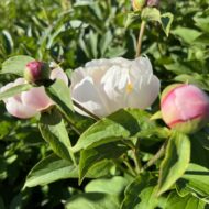 Paeonia lactiflora - Pilt 6