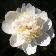 Peach Fluff - Pilt 2