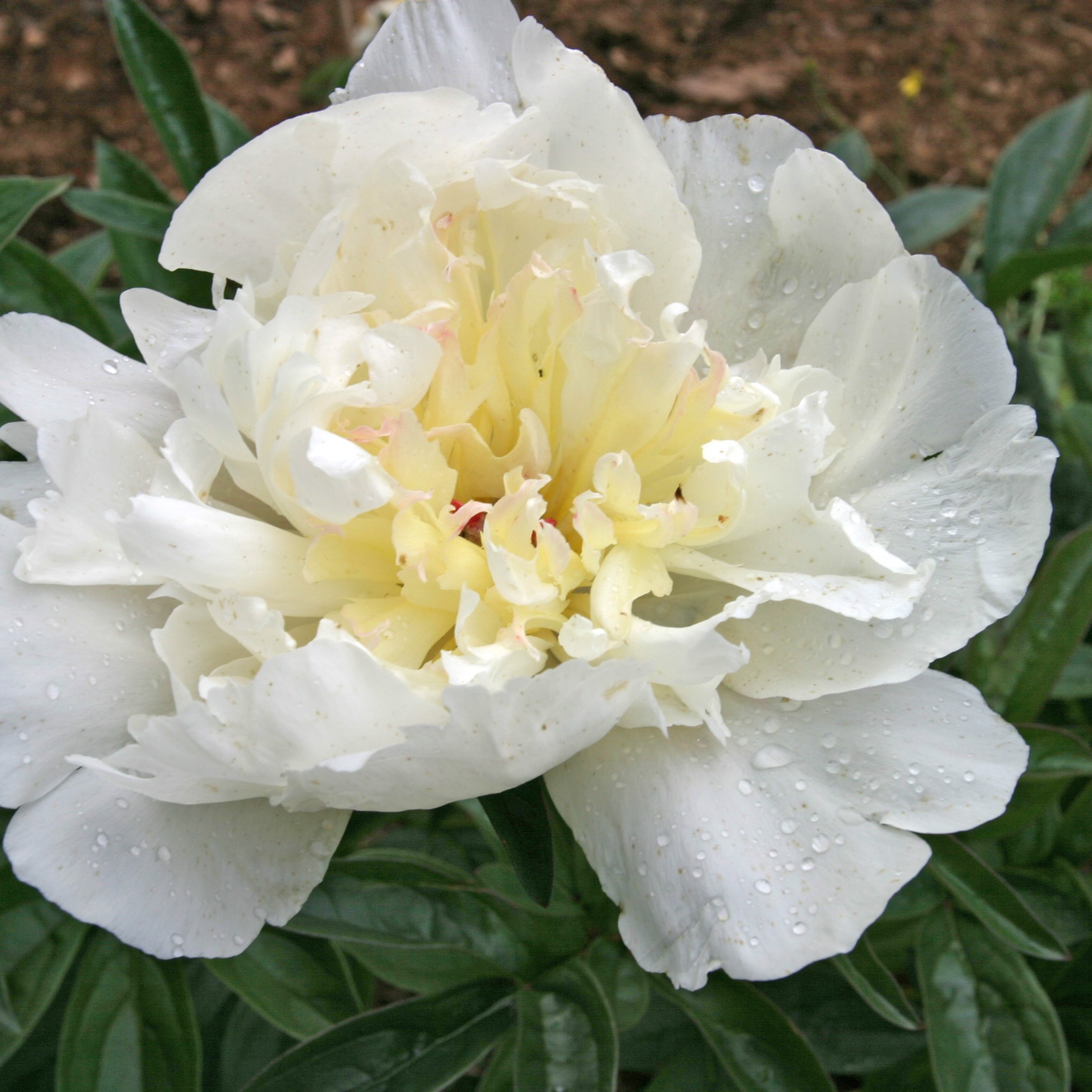 Peach-Fluff Peach Fluff - Pilt 1