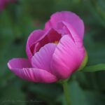 Pink Chalice