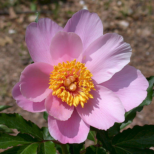Pink-Dawn Pink Dawn - Pilt 1