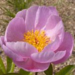 Astellaria