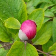 Paeonia novakii - Pilt 2